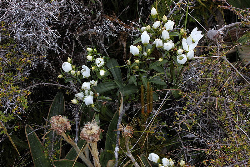 New Zealand Alpine Flora | North American Rock Garden Society